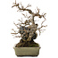 Acer buergerianum, 20 cm, ± 25 jaar oud