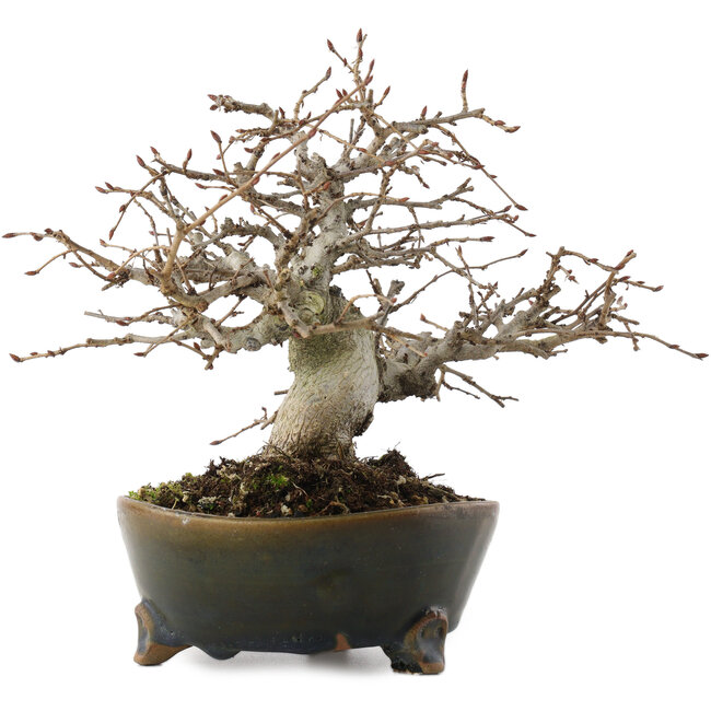 Callicarpa japonica, 17 cm, ± 30 Jahre alt