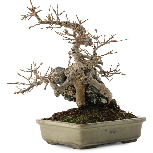 Acer buergerianum, 20 cm, ± 25 jaar oud