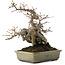 Acer buergerianum, 20 cm, ± 25 jaar oud