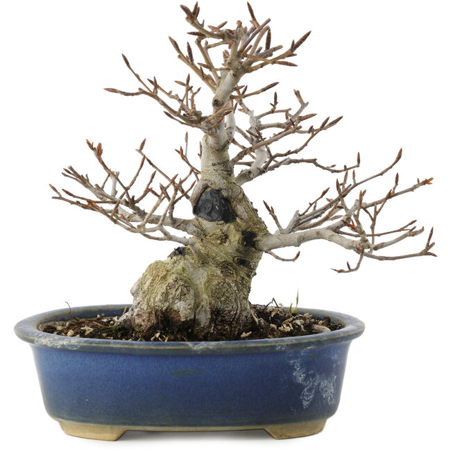 Fagus crenata, 17,5 cm, ± 25 jaar oud