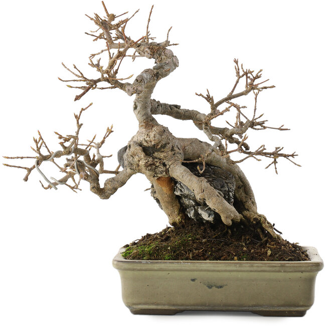 Acer buergerianum, 20 cm, ± 25 años