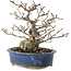 Fagus crenata, 17,5 cm, ± 25 Jahre alt