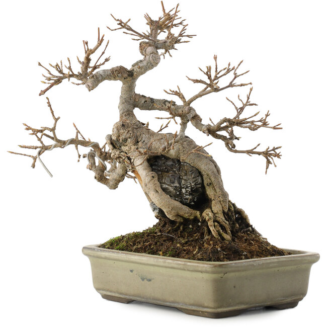 Acer buergerianum, 20 cm, ± 25 years old