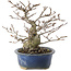 Fagus crenata, 17,5 cm, ± 25 years old