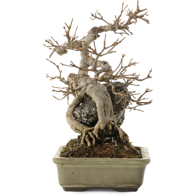 Acer buergerianum, 20 cm, ± 25 años