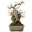 Acer buergerianum, 20 cm, ± 25 jaar oud