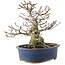 Fagus crenata, 17,5 cm, ± 25 Jahre alt