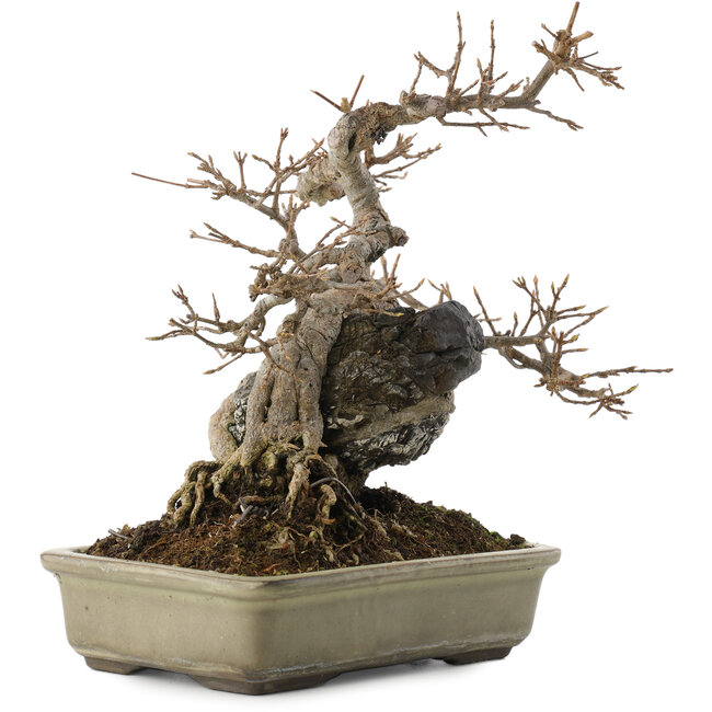 Acer buergerianum, 20 cm, ± 25 años