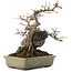 Acer buergerianum, 20 cm, ± 25 jaar oud
