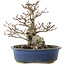 Fagus crenata, 17,5 cm, ± 25 Jahre alt