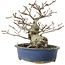 Fagus crenata, 17,5 cm, ± 25 years old