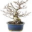 Fagus crenata, 17,5 cm, ± 25 years old