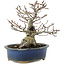 Fagus crenata, 17,5 cm, ± 25 years old