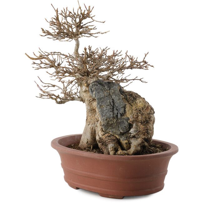 Acer buergerianum, 20,5 cm, ± 30 Jahre alt