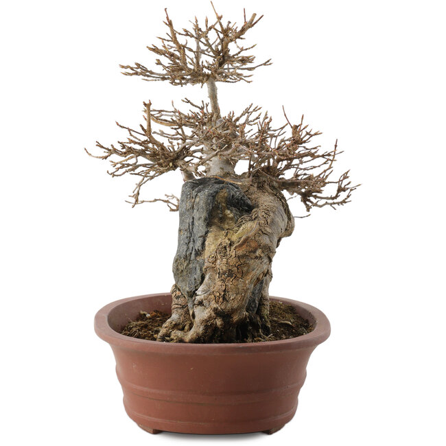 Acer buergerianum, 20,5 cm, ± 30 ans