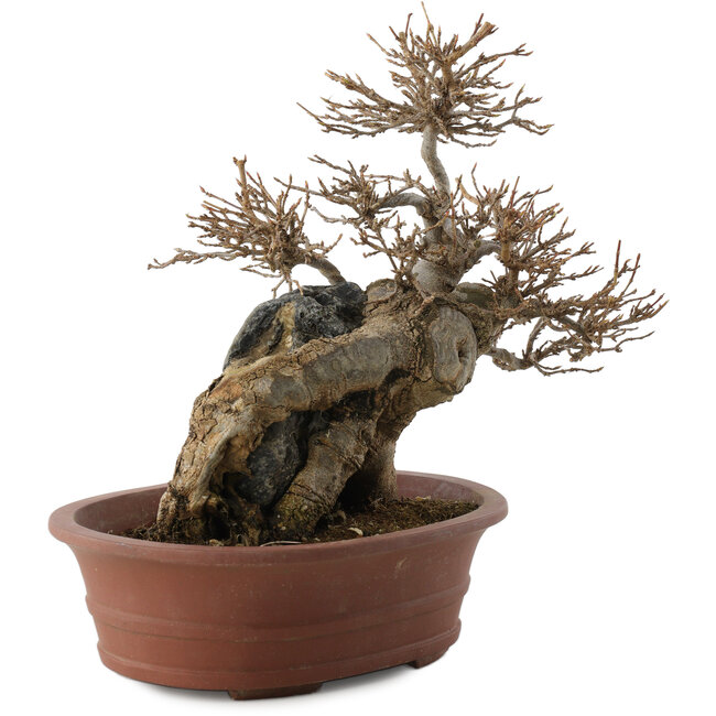 Acer buergerianum, 20,5 cm, ± 30 jaar oud