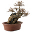 Acer buergerianum, 20,5 cm, ± 30 jaar oud
