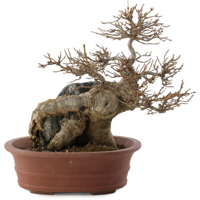 Acer buergerianum, 20,5 cm, ± 30 jaar oud