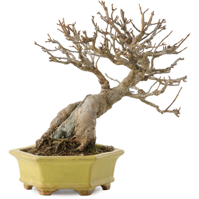 Acer buergerianum, 16,5 cm, ± 40 años