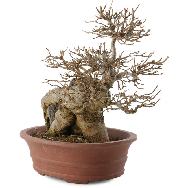 Acer buergerianum, 20,5 cm, ± 30 years old