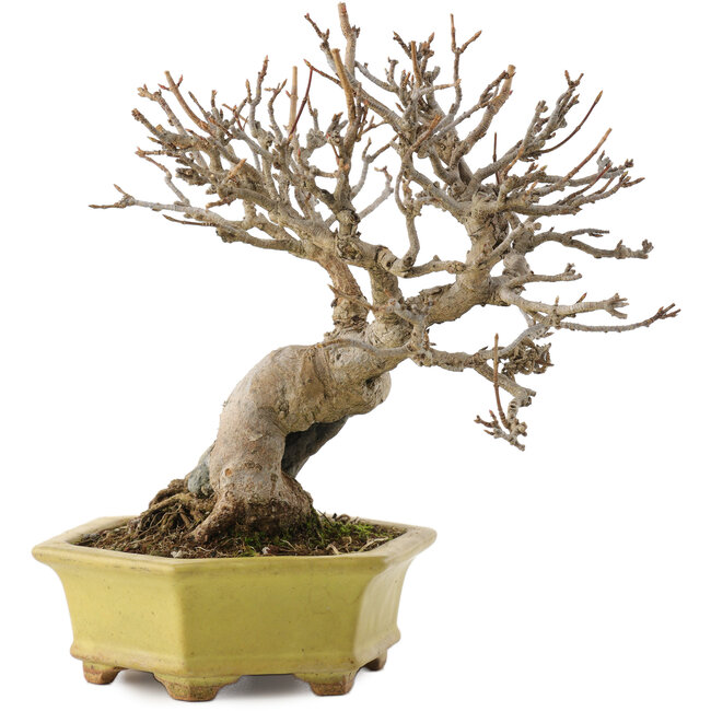 Acer buergerianum, 16,5 cm, ± 40 jaar oud