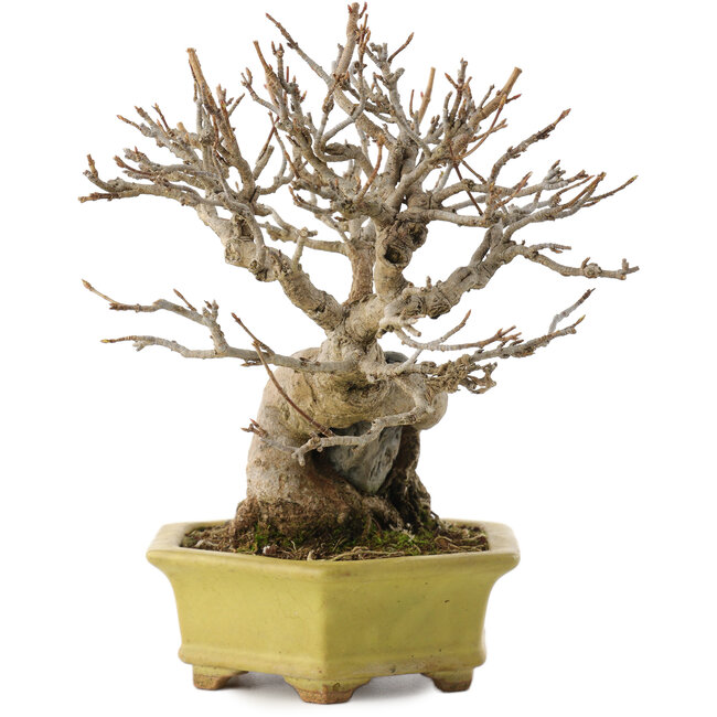 Acer buergerianum, 16,5 cm, ± 40 años