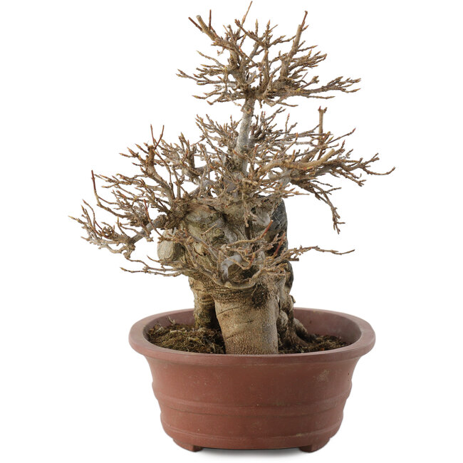 Acer buergerianum, 20,5 cm, ± 30 ans