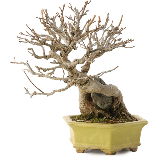 Acer buergerianum, 16,5 cm, ± 40 anni