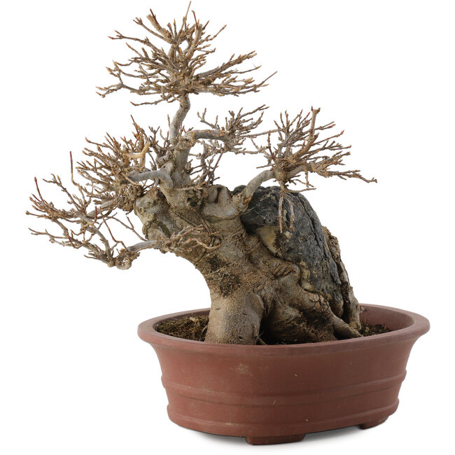 Acer buergerianum, 20,5 cm, ± 30 jaar oud