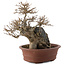 Acer buergerianum, 20,5 cm, ± 30 years old