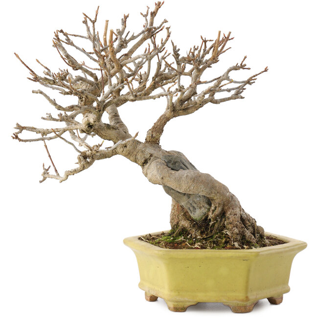 Acer buergerianum, 16,5 cm, ± 40 años