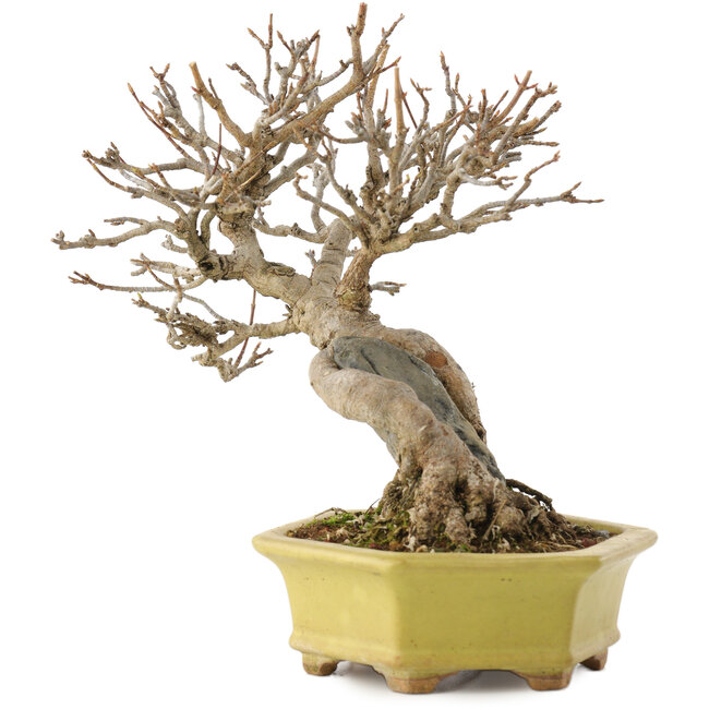 Acer buergerianum, 16,5 cm, ± 40 años