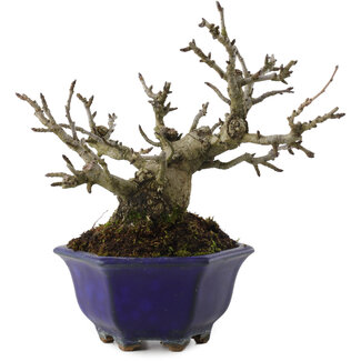 Pourthiaea villosa, 15 cm, ± 20 jaar oud