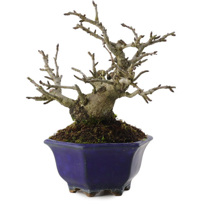 Pourthiaea villosa, 15 cm, ± 20 Jahre alt