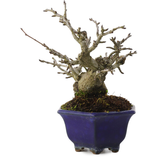 Pourthiaea villosa, 15 cm, ± 20 anni