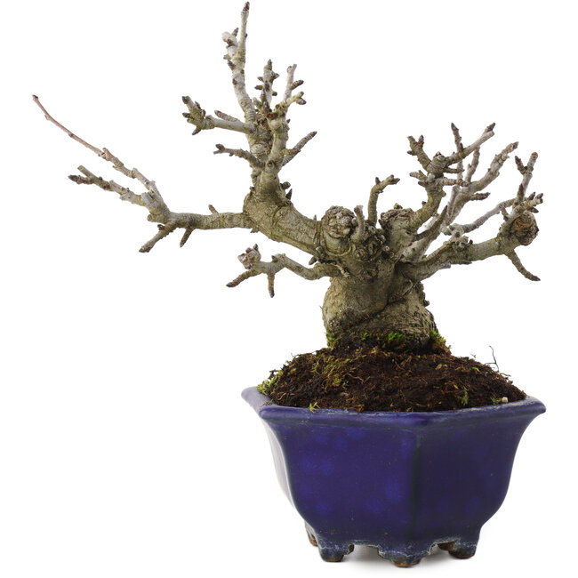 Pourthiaea villosa, 15 cm, ± 20 anni