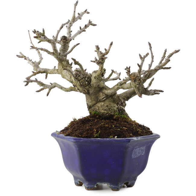 Pourthiaea villosa, 15 cm, ± 20 anni