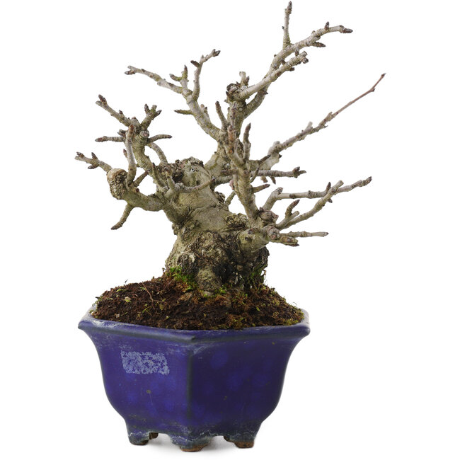 Pourthiaea villosa, 15 cm, ± 20 anni