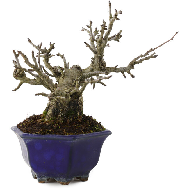 Pourthiaea villosa, 15 cm, ± 20 Jahre alt