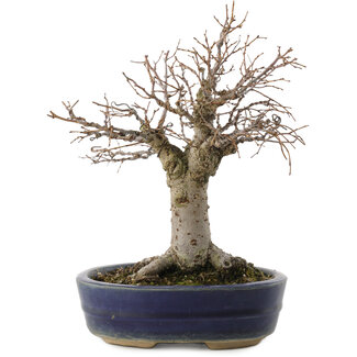 Zelkova serrata, 19 cm, ± 20 Jahre alt