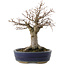 Zelkova serrata, 19 cm, ± 20 Jahre alt