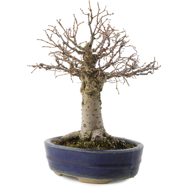 Zelkova serrata, 19 cm, ± 20 jaar oud