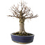 Zelkova serrata, 19 cm, ± 20 Jahre alt