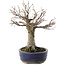 Zelkova serrata, 19 cm, ± 20 Jahre alt