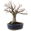 Zelkova serrata, 19 cm, ± 20 Jahre alt