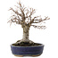 Zelkova serrata, 19 cm, ± 20 Jahre alt