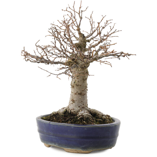 Zelkova serrata, 19 cm, ± 20 jaar oud