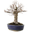 Zelkova serrata, 19 cm, ± 20 Jahre alt