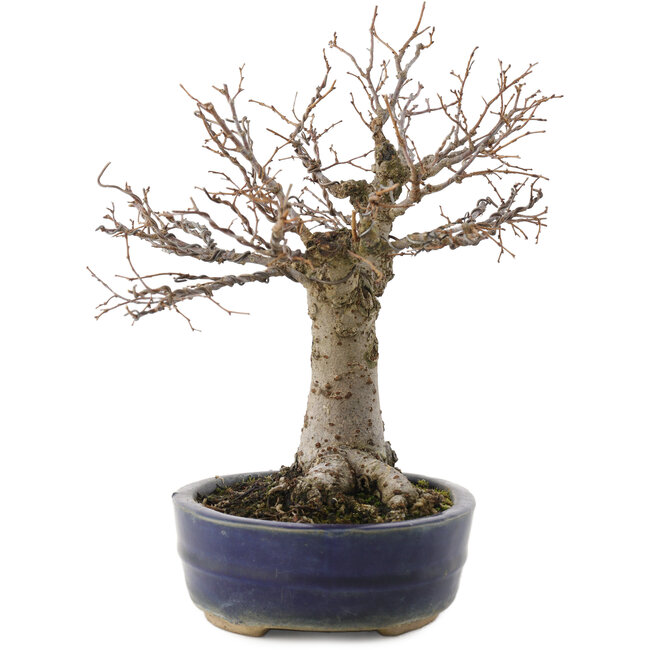 Zelkova serrata, 19 cm, ± 20 años